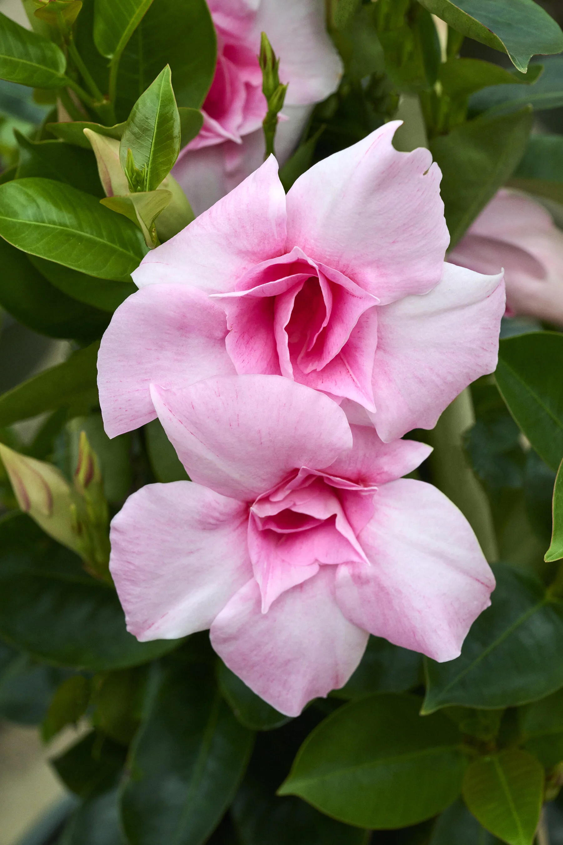 Sun Parasol® Original XP Double Pink Blush Mandevilla, Monrovia Plant