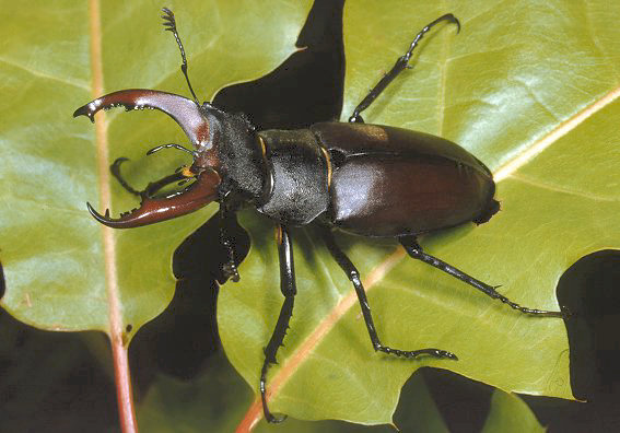 Lucanus cervus – cervo volante – Ambiente e Biodiversità