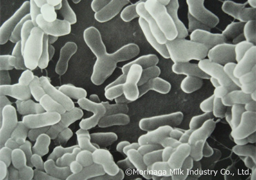 ビフィズス菌 | イノベーションストーリー | 森永乳業の研究開発