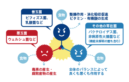 森永乳業のサプリメント「生きて届く ビフィズス菌BB536」 | 商品紹介