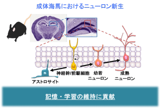 脳の幹細胞の老化メカニズム解明に成功 機能低下に関わる遺伝子を可逆
