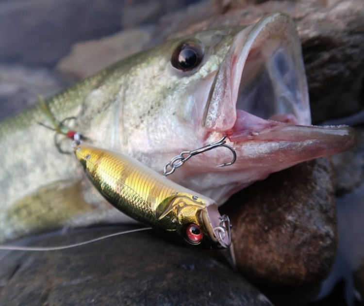 POPXシリーズがアツイ！！ | Megabass-メガバス