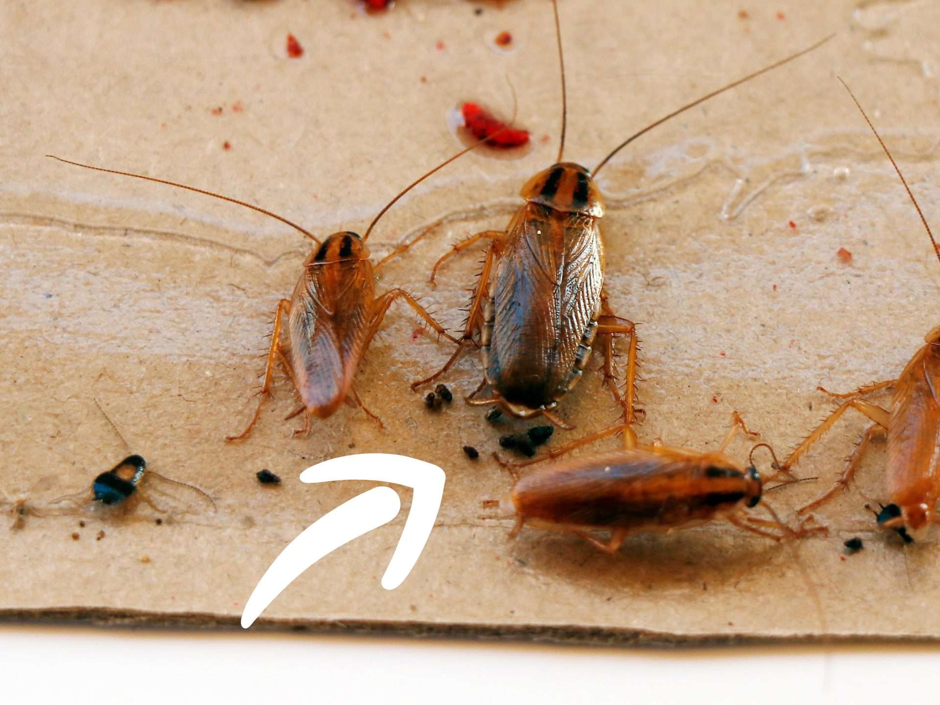 What does German Cockroach poop look like? - Mega Bee