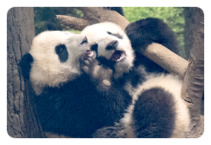 ダイスキ！シャオシャオ！レイレイ！