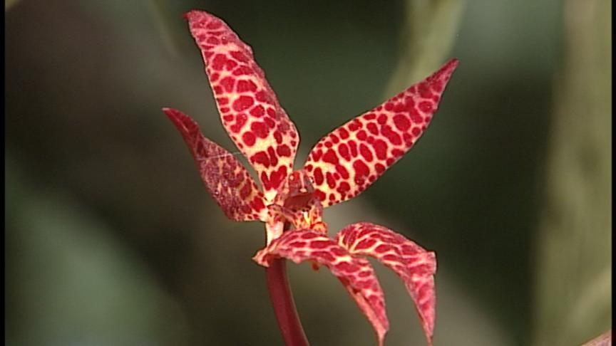 野生ランの世界 - MAXAM