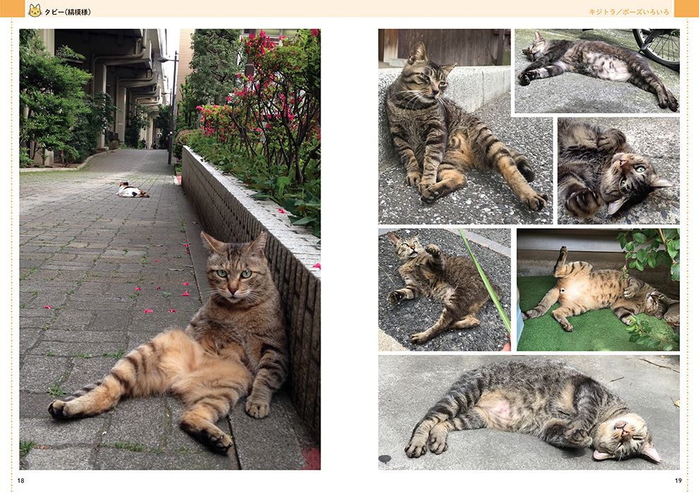 絵を描くためのネコの写真集 - マール社