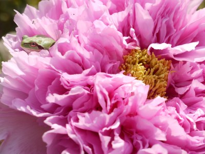 茂原牡丹園 HOME PAGE