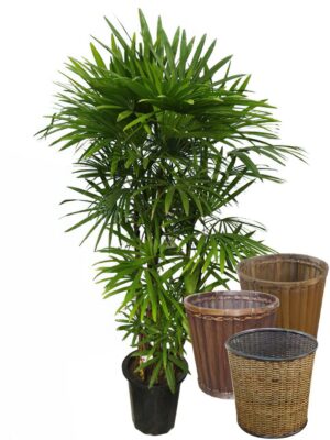 旅人の木特大茎長め A級品8節 旅人の木特大茎長め A級品8節