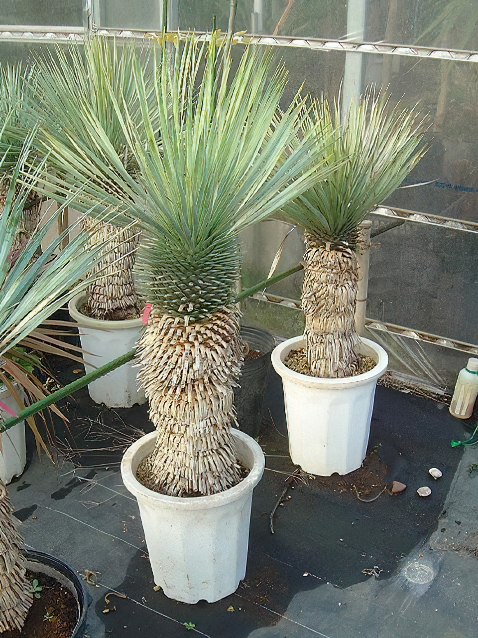 極上株 ユッカロストラータ 極上株 ユッカロストラータ 極上株 ユッカ