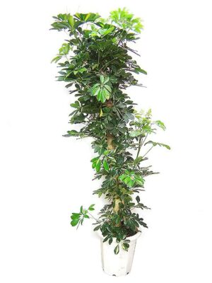 ストレリチア・レギネ 10号サイズ | HITOTOKI by MAKIMO PLANT