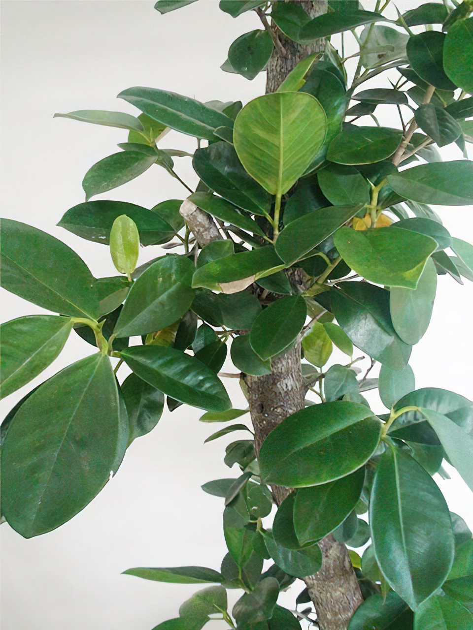 ガジュマル ヒロハタイプ 10号サイズ | HITOTOKI by MAKIMO PLANT