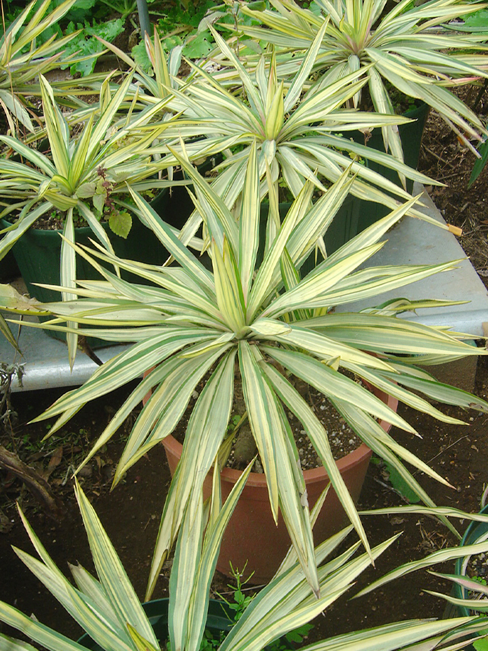 ユッカ ライジングサン | HITOTOKI by MAKIMO PLANT（Plants book）