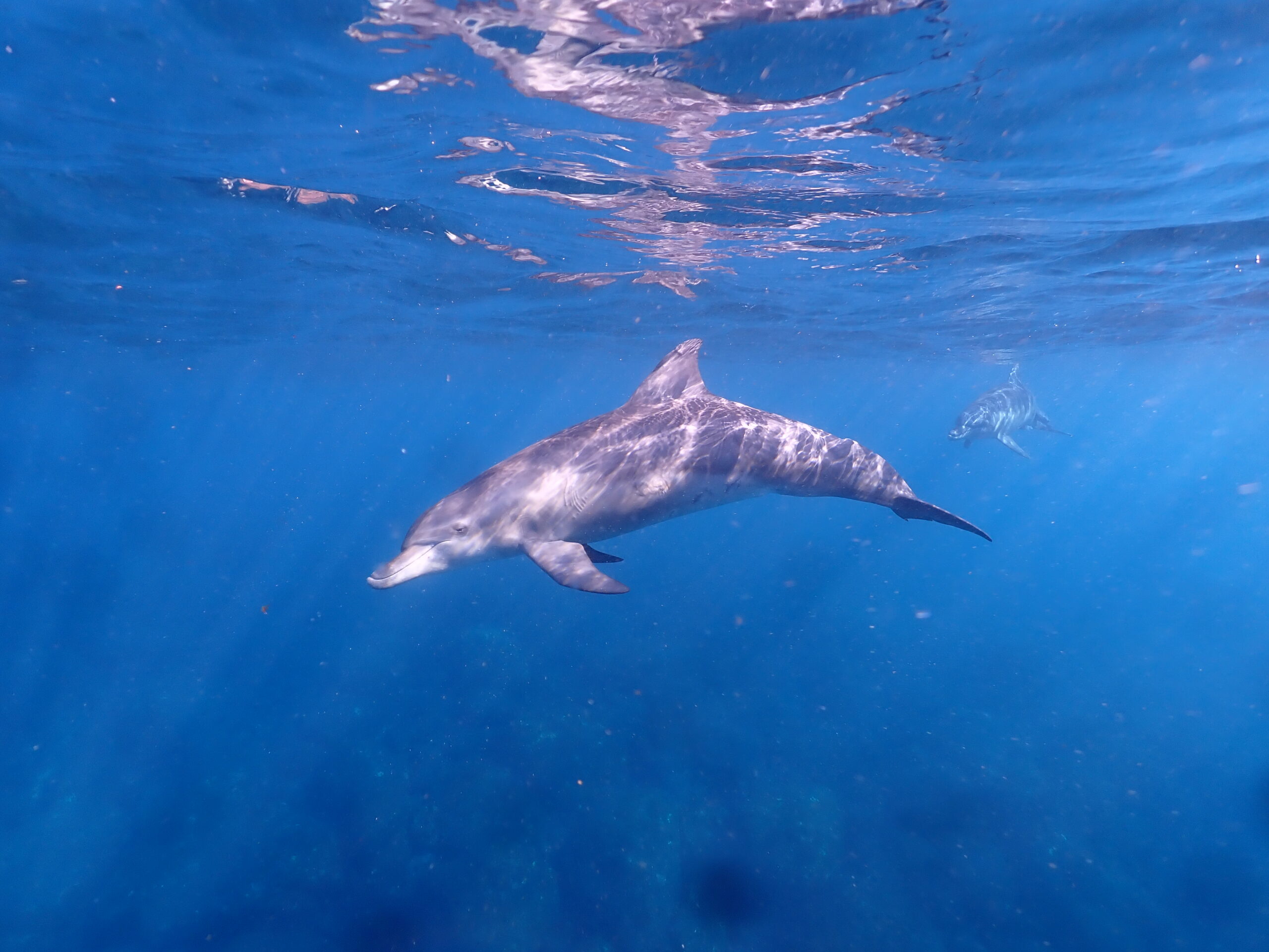 2025年度9月20日〜23日三宅島イルカツアー｜マレア名駅店のスタッフ