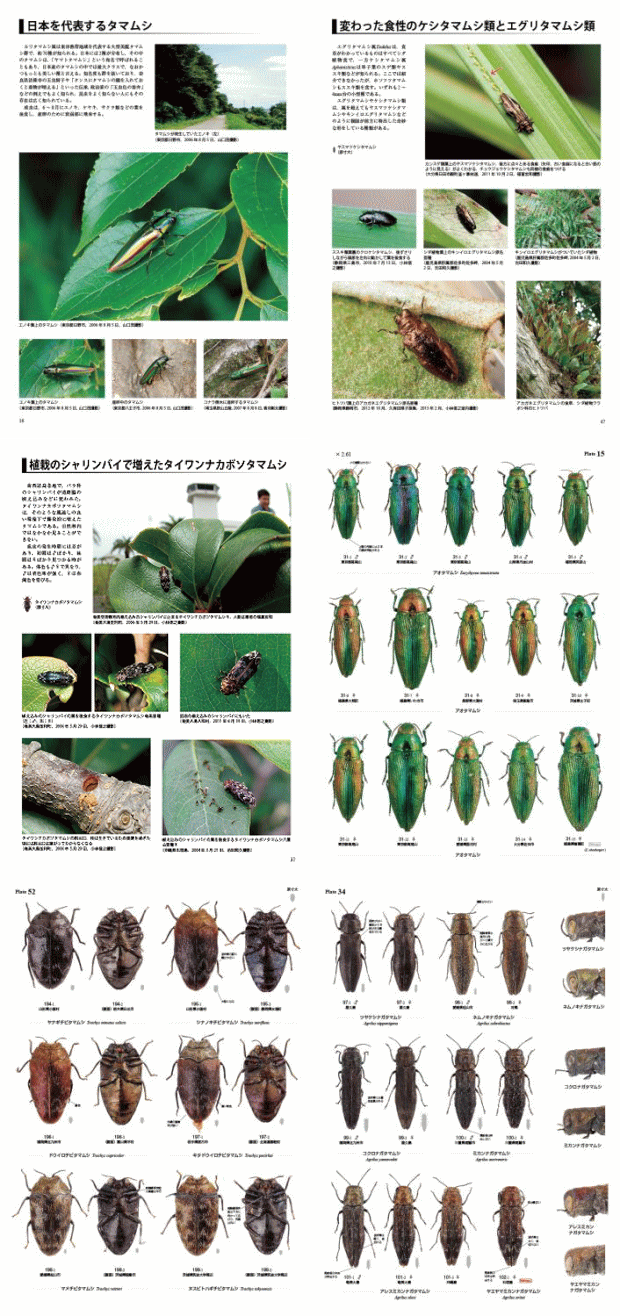 ポイント10倍＆送料無料！日本産タマムシ大図鑑 （有）むし社