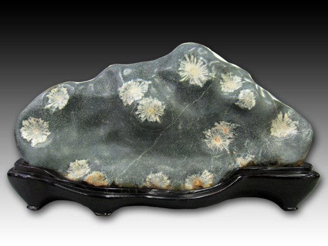 菊花石 岐阜根尾谷を販売している増樹です。根尾谷の菊花石は大変貴重