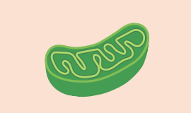 ミトコリーナ(MITOCOLiNA) 葉酸500μg配合エイジングケア未開封新品