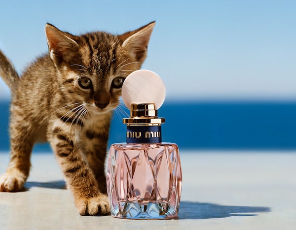 ミュウミュウ ロー ロゼ | Miu Miu