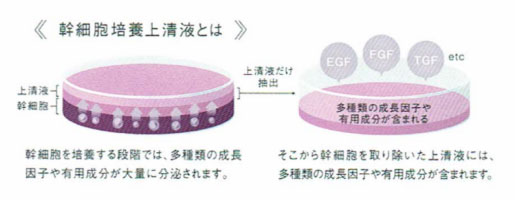 マッコイMcCELLRIE| マクセリー 洗顔フォーム[洗顔]