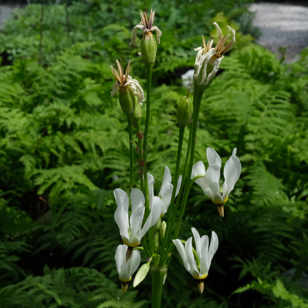 Dodecatheon meadia 'Album' (Shooting Star) | Perennial in