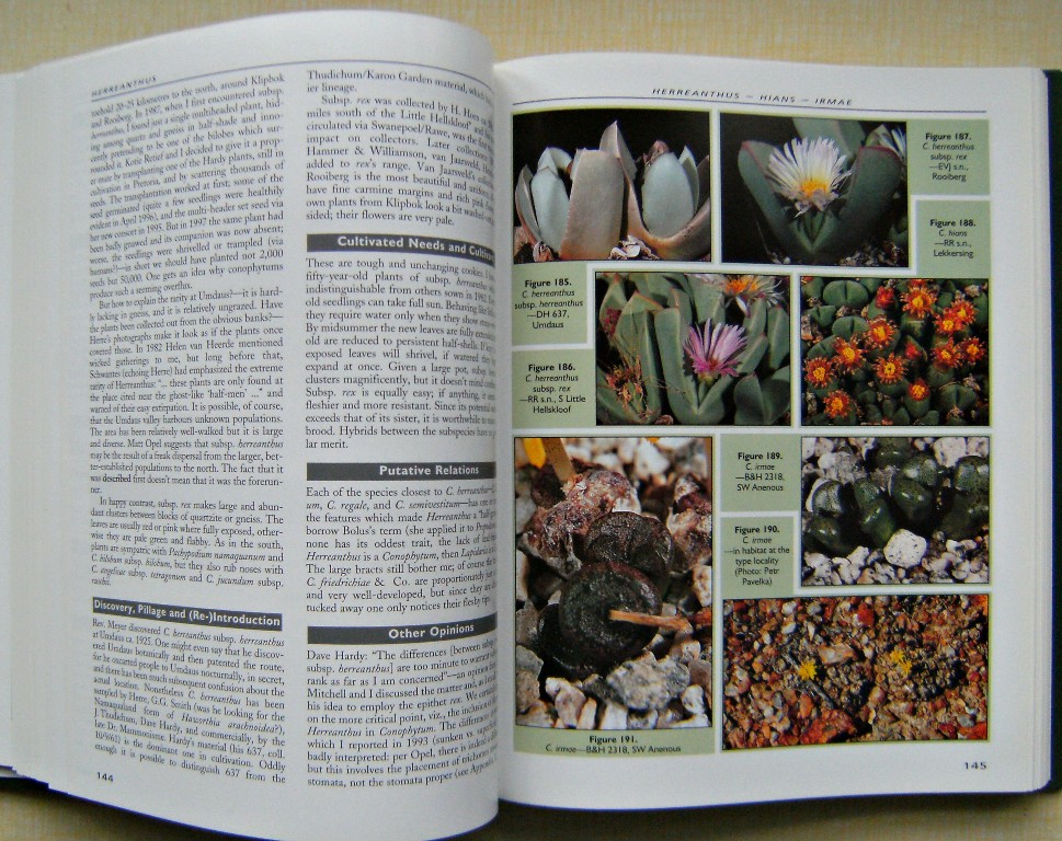 Dumpling and His Wife - New Views of the Genus Conophytum