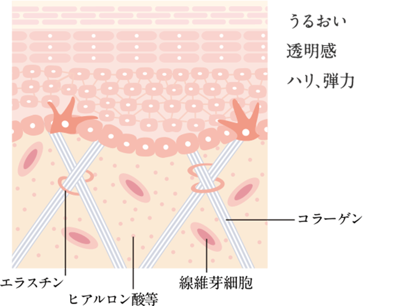 ラフェリーナ｜スキンケア｜保湿スキンケア、アンチエイジング、化粧品