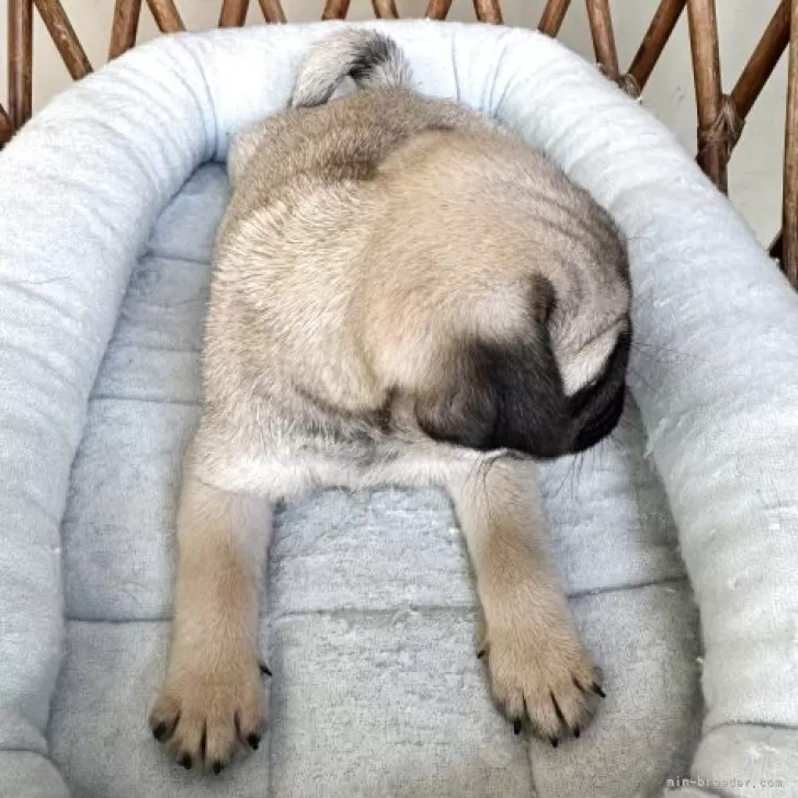 パグ【鹿児島県・男の子・2025年5月19日・フォーン】父親AM