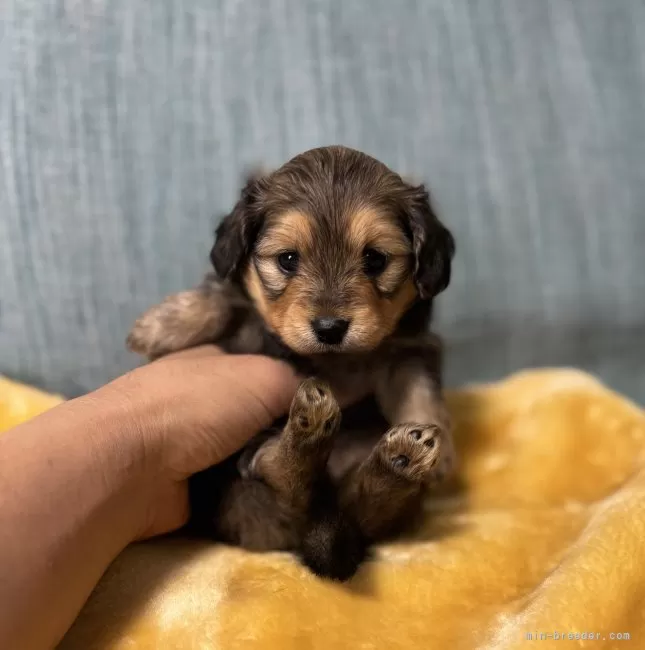 ポメックス(ポメラニアン×ダックスフンド)【岡山県・女の子・2026年1月