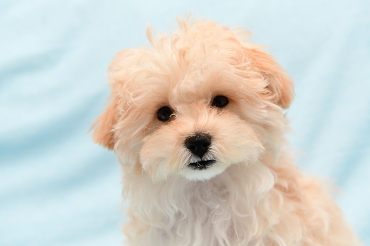 マルプーの性格や特徴を紹介！ カットや人気の理由について｜みんなの