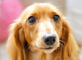 ミニチュアダックスフンドのレッド系の子犬を探す｜ブリーダー直販の