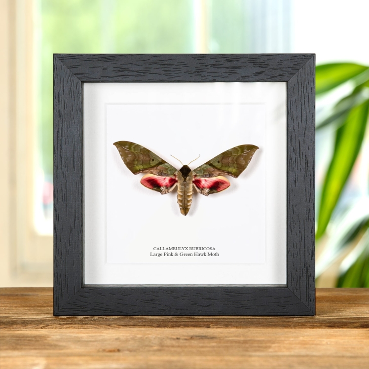 Ghostly SilkMoth In Box Frame (Ceranchia apollina)
