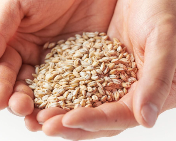 サントリー 生ビール 350ml 24本×2ケースの通信販売