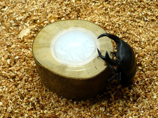 クワガタ、カブトムシ用エサ皿（ワイドカップ昆虫ゼリー・1つ穴）販売