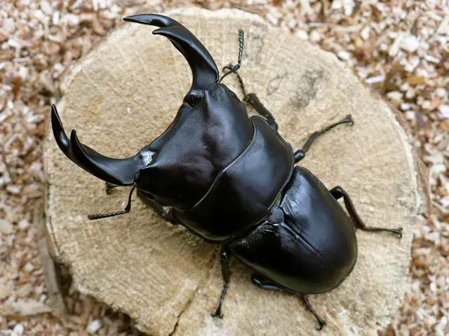 オオクワガタ佐賀県神埼産76ミリペア販売/クワガタ工房 虫吉