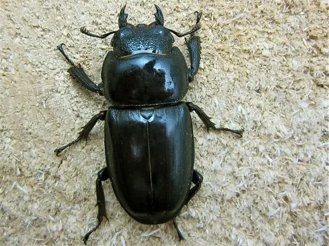 国産ヒラタクワガタ（宮崎県産）63ミリペア販売/クワガタ工房 虫吉