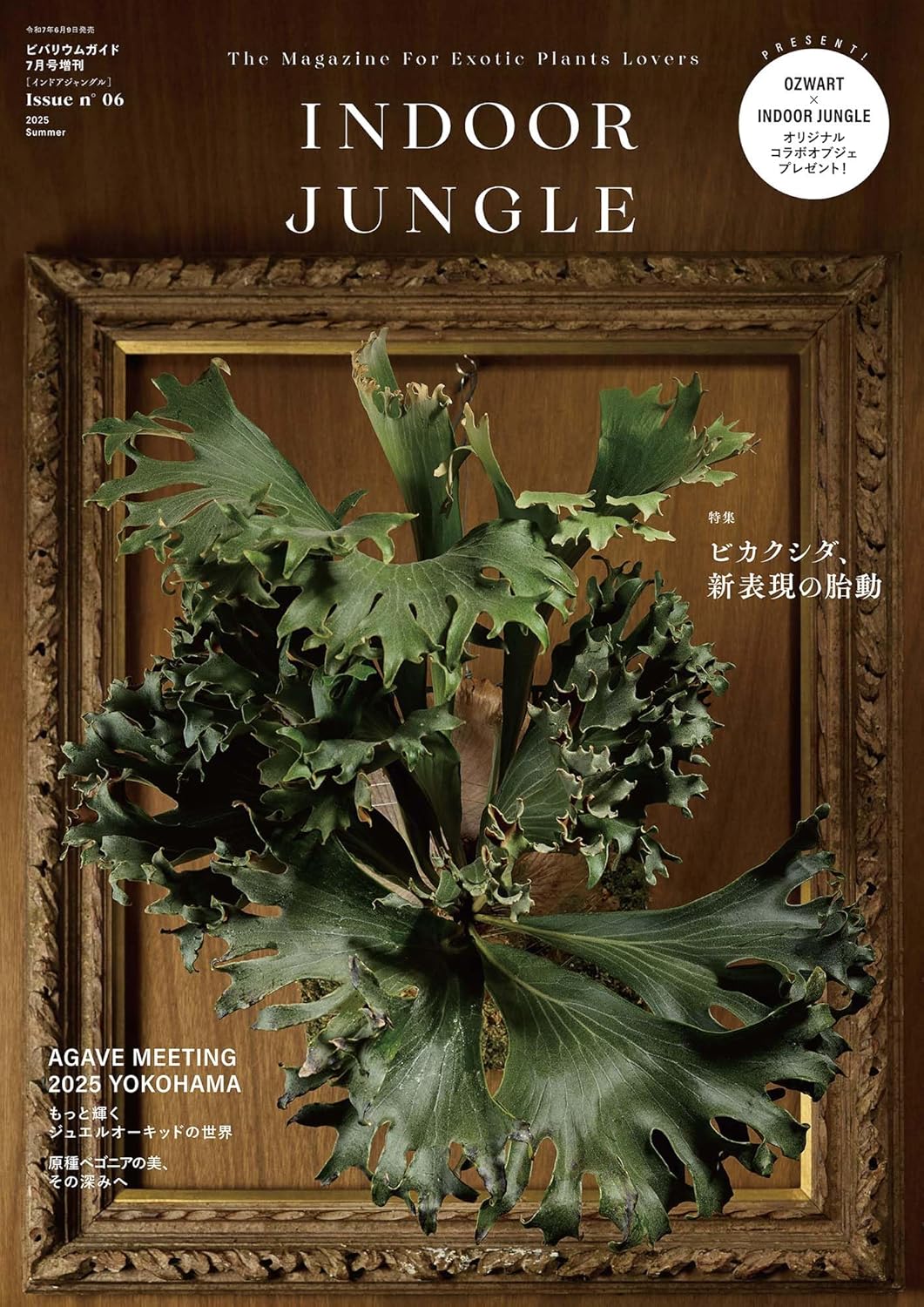 INDOOR JUNGLE Issue.06 ｜ エムピージェー