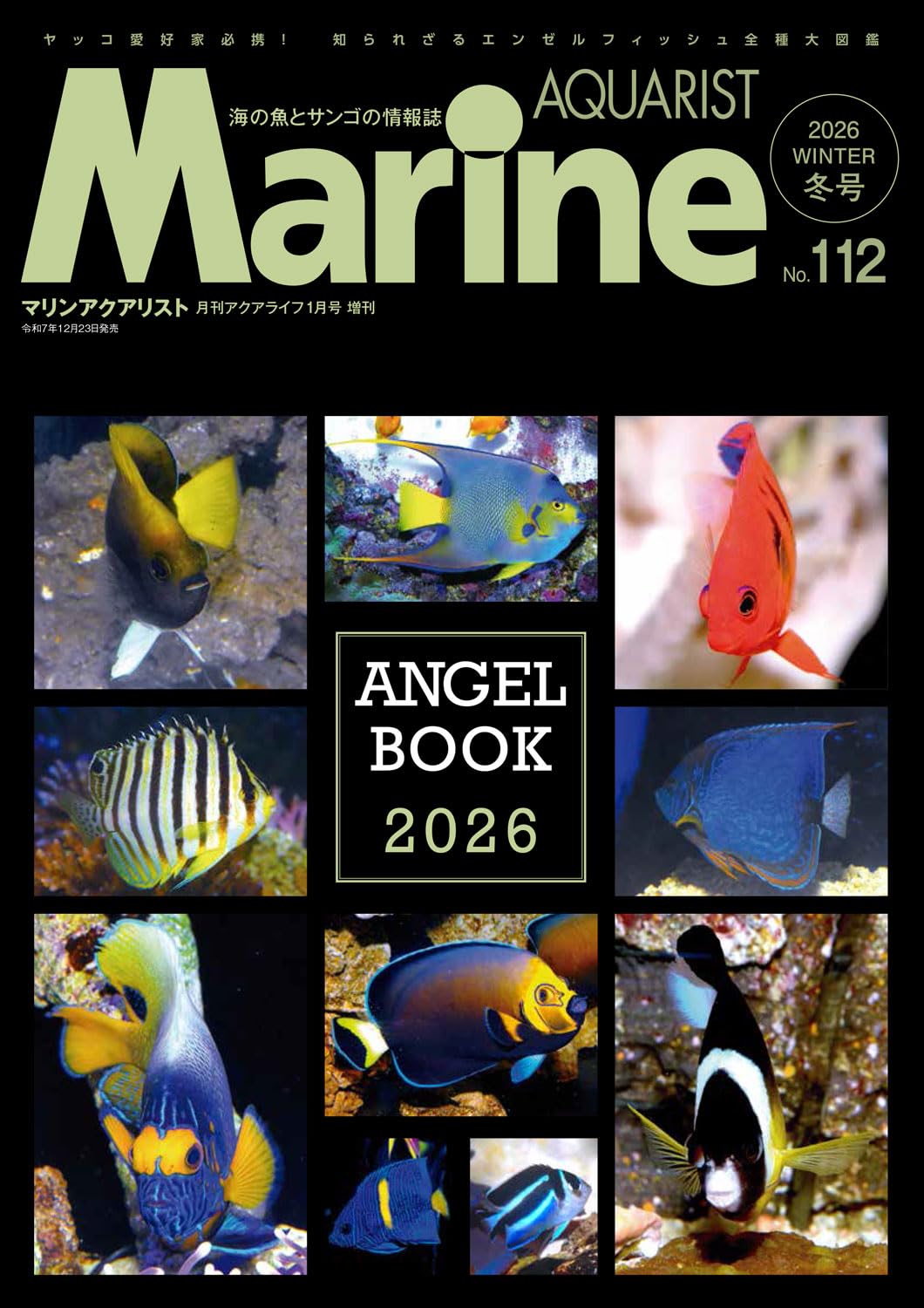 12月23日(火)発売！【マリンアクアリスト】タカアシガニ稚ガニ展示の