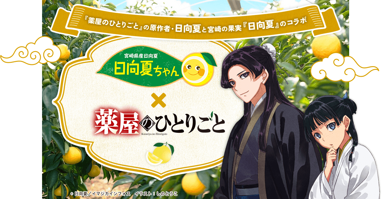 宮崎県産日向夏 日向夏ちゃん×薬屋のひとりごと2025 | JAみやざき園芸