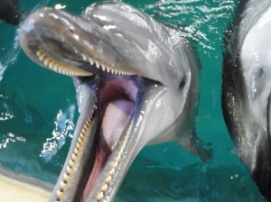 ☆ハロウィーン☆ | のとじま水族館