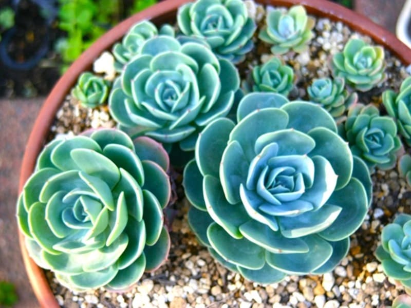 多肉植物・七福神 置き場所や水やり・ふやし方のポイント！ | 農家web