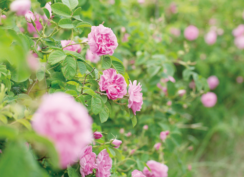 最高峰スキンケアシリーズ「スペチアーレ」より、ノエビアで最も多くの