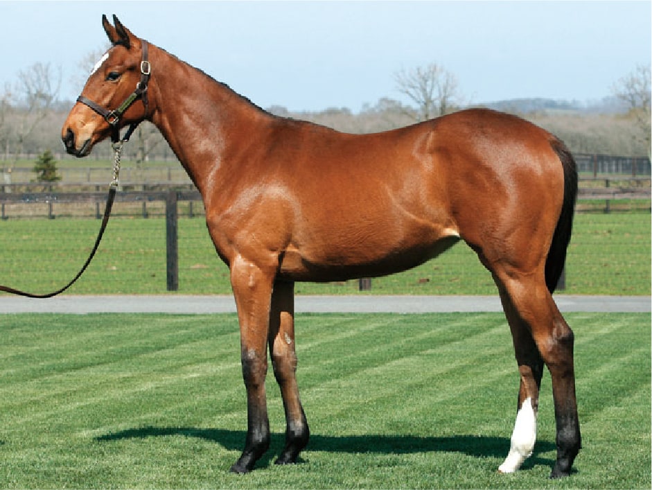 ジェンティルドンナ | 馬とともに | ノーザンファーム