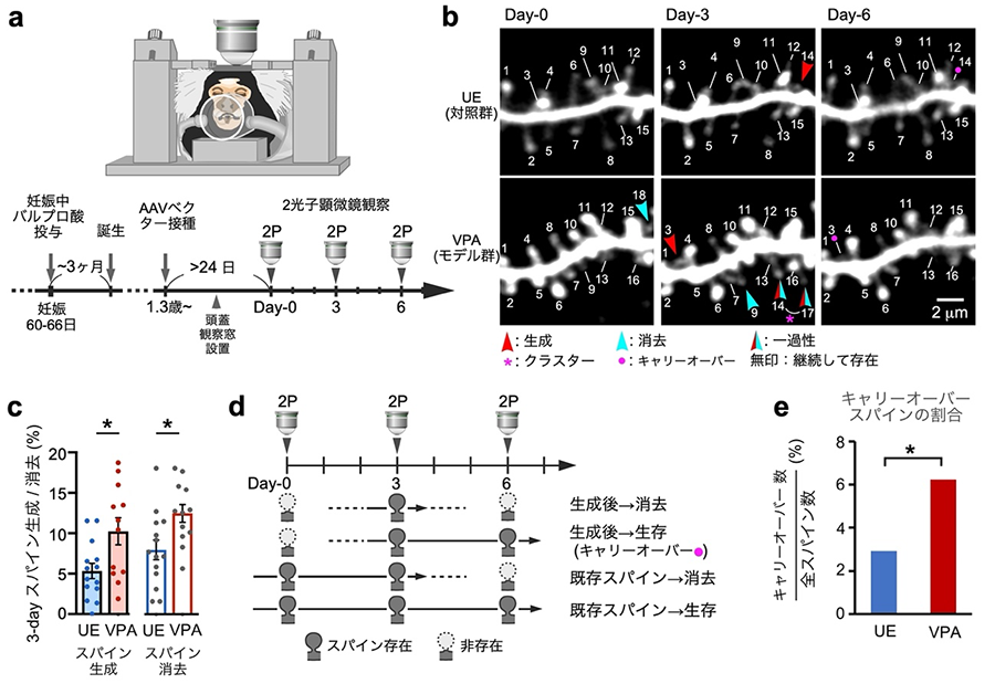 自閉症モデルマーモセットの脳においてシナプス形態変化の特徴を見出し
