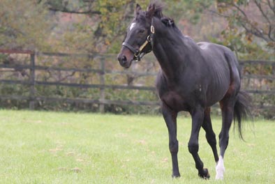 凪的電脳賽馬－ダンスインザダーク