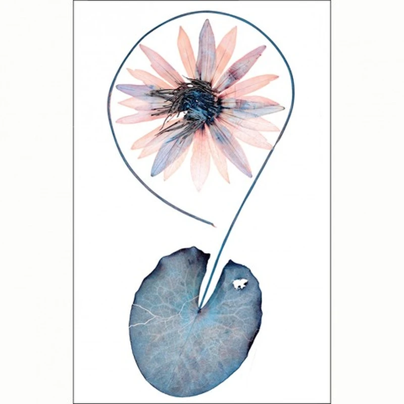 Nick Knight : Flora – New Exhibitions