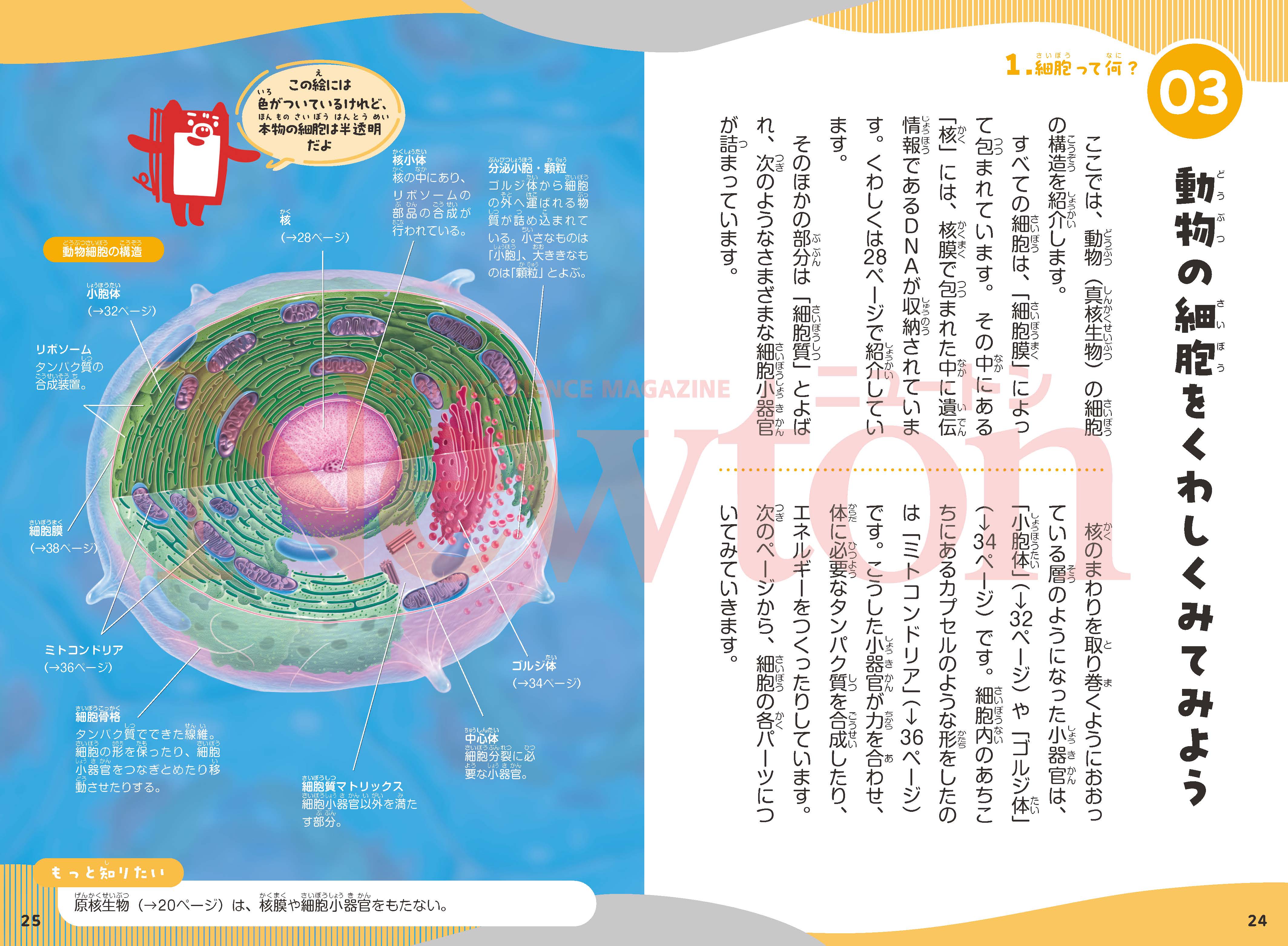 ニュートン科学の学校シリーズ 細胞の学校 | ニュートンプレス