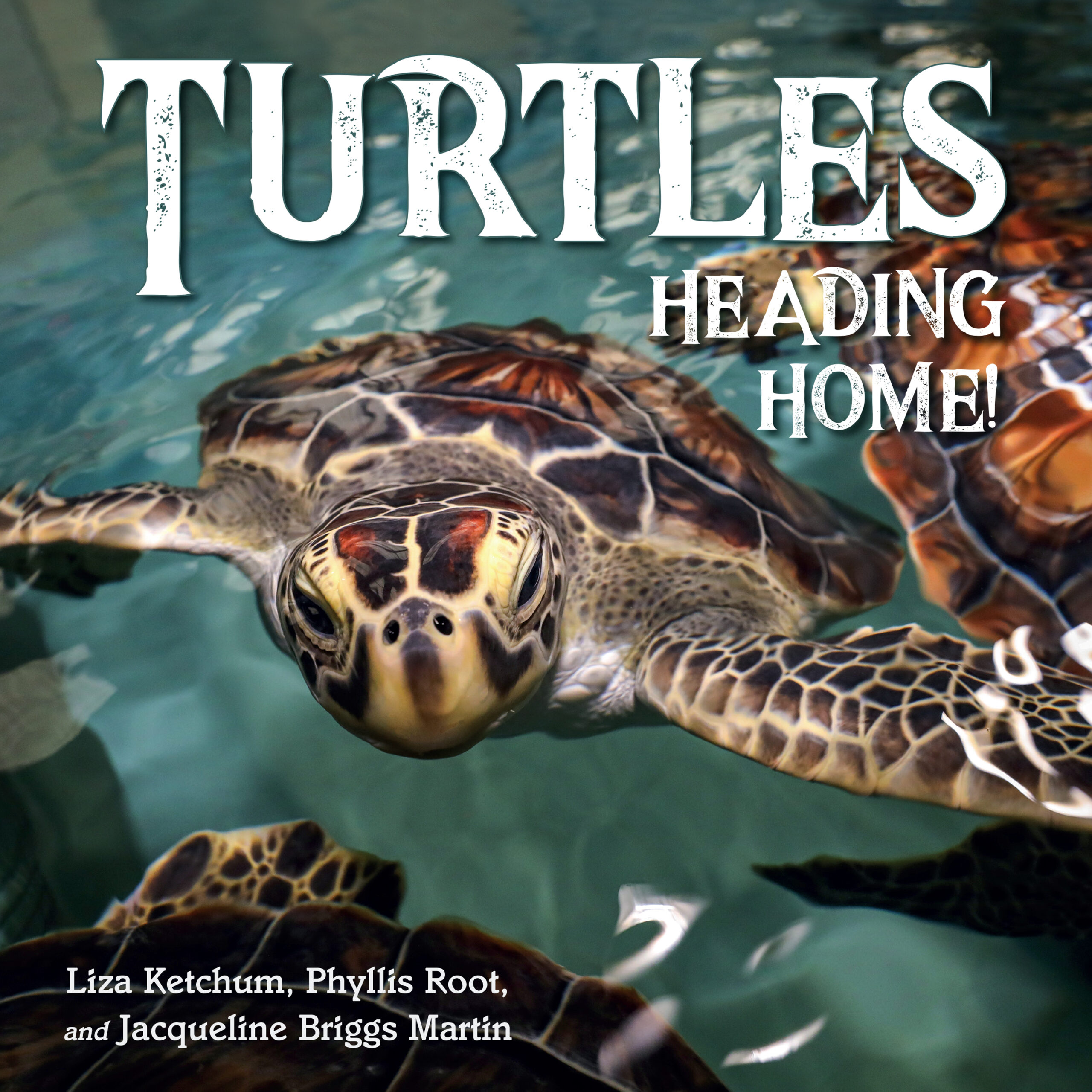 New England Aquarium to host Turtles Heading Home! book signing