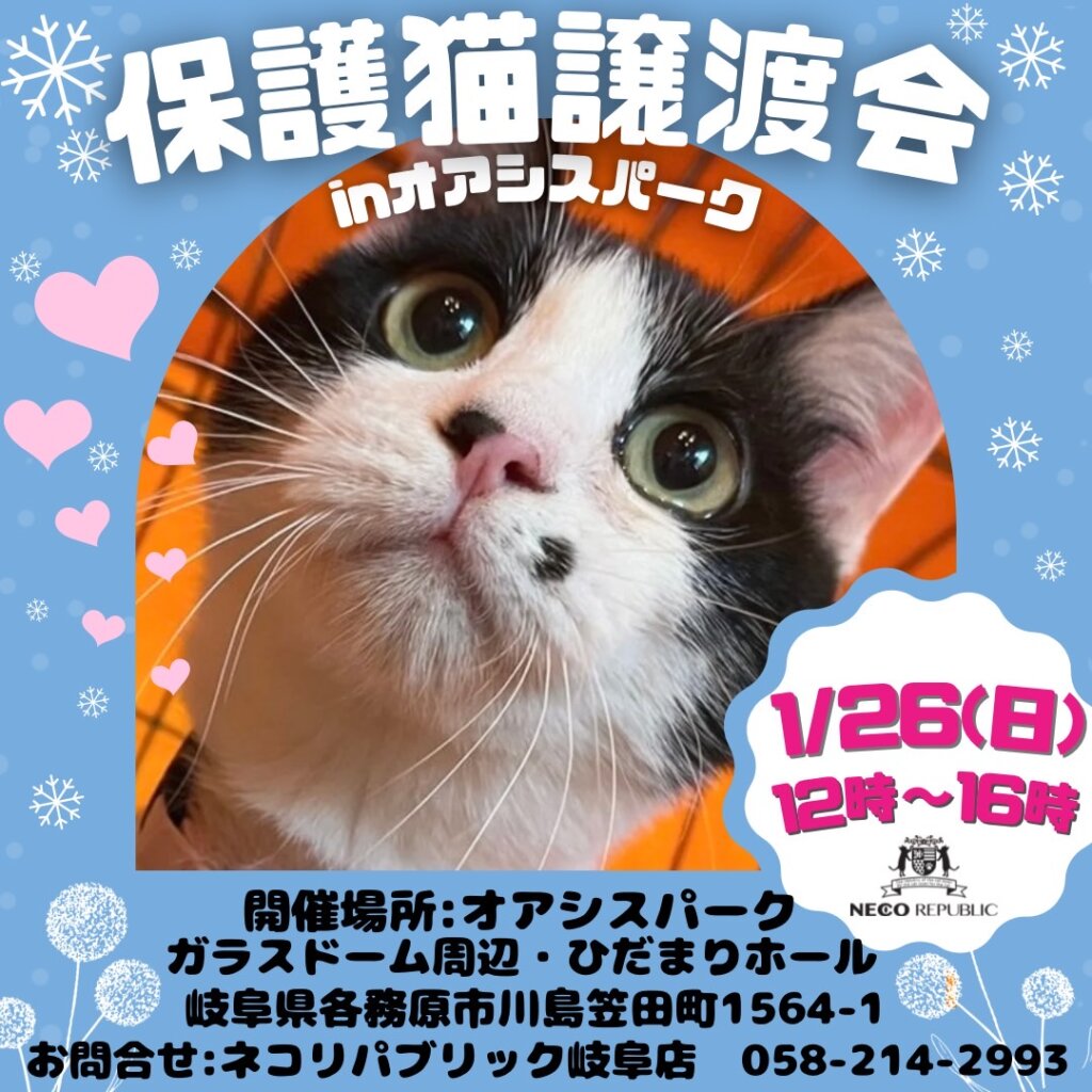 新年を新しい家族と共に。2025年1月の保護猫譲渡会🐈岐阜店 | ネコリ