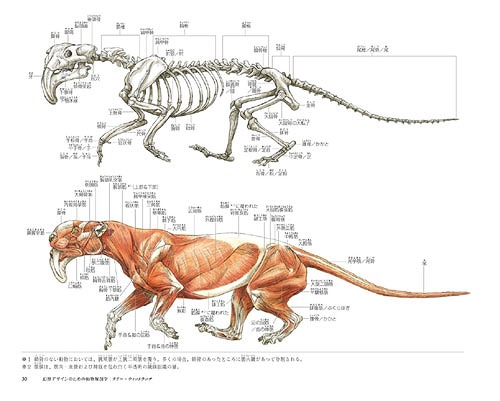幻獣デザインのための動物解剖学 絶滅種・恐竜を含むあらゆる動物の