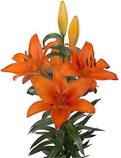 フォックスレイ | 株式会社中村農園