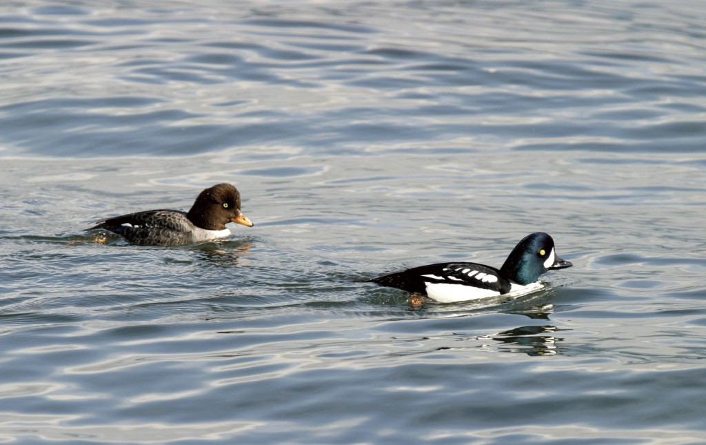 ツアー紹介】11／23発 晩秋のバンクーバー バードウォッチング 6
